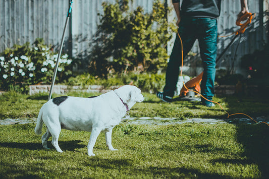 De l'amateur au pro : Comment Pulveriso transforme votre passion du jardinage